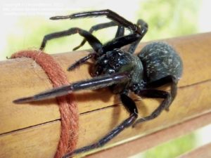 Spider Treatment & Protection Melbourne | Spider Pest Control