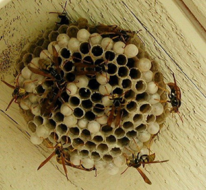 Wasp Nest Removal Melbourne, Wasp Pest Control Melbourne