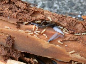 Pre Purchase & Building Termite Pest Inspection Melbourne
