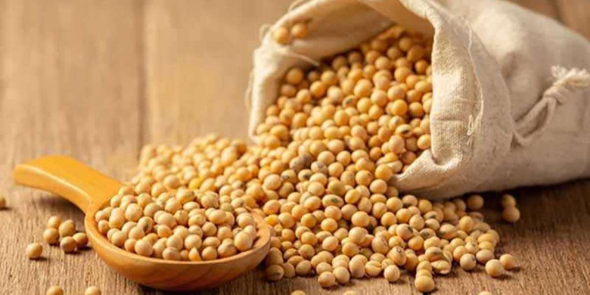 Power of Soybeans Exploring the Health advantages for Men