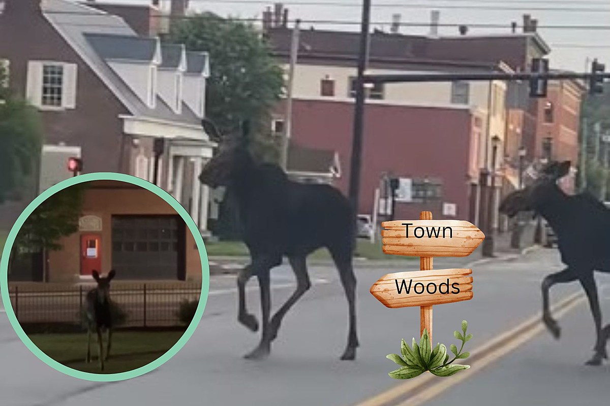 It's Moose-Mania Week as 3 are Filmed in 2 Different Maine Cities