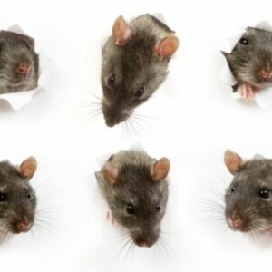 Rat Removal Berwick, Rat & Rodent Control Berwick