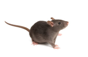 Rat Removal Cranbourne, Rat & Rodent Control Cranbourne
