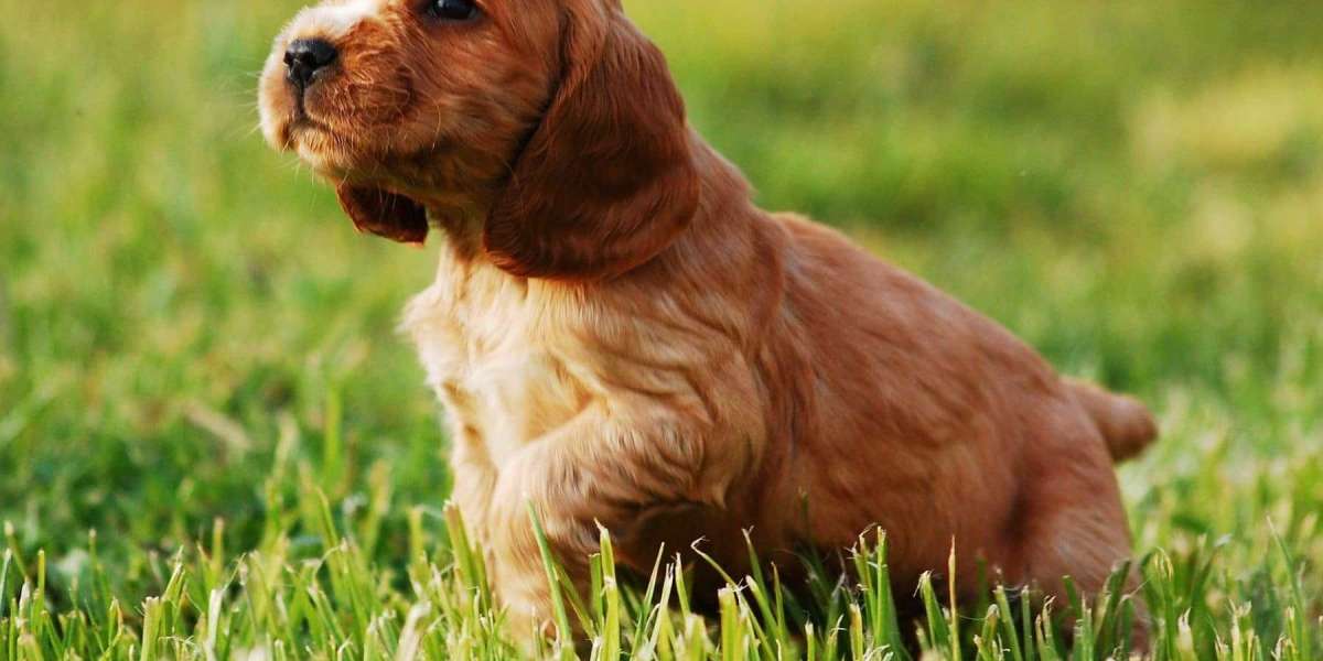 Exploring the Charm of Cocker Spaniel Puppies for Sale in Pune
